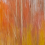 Golden Tendrils