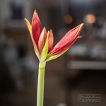 Amaryllis  begins to Open