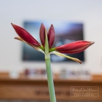 Amaryllis will have four blossoms