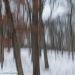 Winter Oaks, Sunset 1
