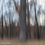 Winter Oak, Sunset