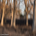 Spring Burn, Sunset 1