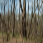 Spring Woodlands, Afternoon