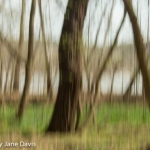 Spring Tree, Afternoon