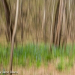 Spring Green, Afternoon