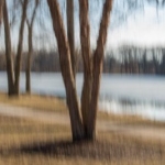 Winter Trees by the Lake, Sunset
