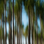 Red Pines, Afternoon