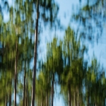 Pine Tops, Afternoon