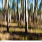 Pine Plantation, Afternoon