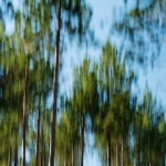 Red Pine Tops, Afternoon