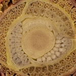 Banana-Flower-cross-section-closeup