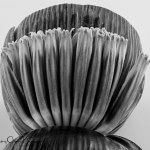 Banana-Flower-blackandwhite