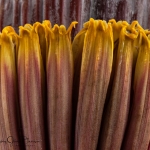 Banana-Flower-closeup