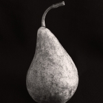 Bosc Pear