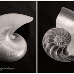 Nautilus Diptych