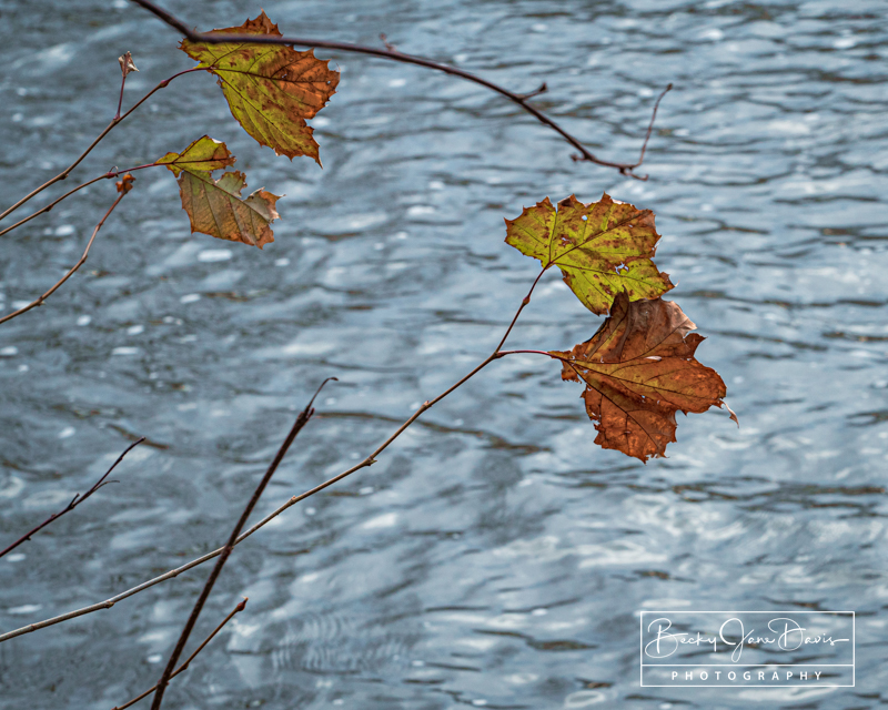 Straggling Leaves Over the River