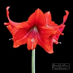 Amaryllis in Bloom