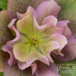 Pink Lenten Rose