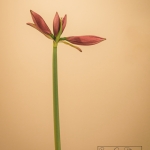 Amaryllis Buds