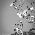 Backlit Sawtooth Sunflower