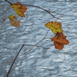 Straggling Leaves Over the River