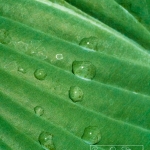 Raindrops on Hosta