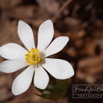 Bloodroot