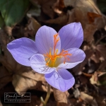 Fall Crocus