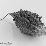 Karela-Bitter-Melon-blackandwhite