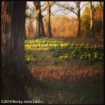Daffodil Glade - Impressionism