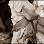 Dying Rose