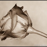 Red, Red Rose