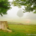 Tree in Fog