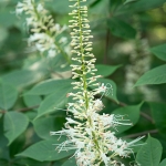 Bottlebrush Buckeye Full View