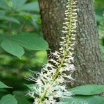 Bottlebrush Buckeye Full View