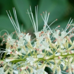 Bottlebrush Buckeye Edge