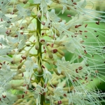 Bottlebrush Buckeye Close Up