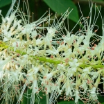 Bottlebrush Buckeye Close Up