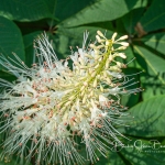 Bottlebrush Buckeye from Above