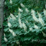 Bottlebrush Buckeye Bush View