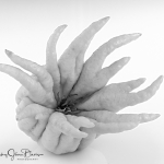 Buddha-Hand-Citron-blackandwhite