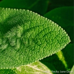 Green Leaf