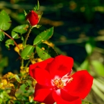 Wild Roses