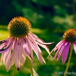 Coneflowers