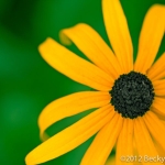 Black-Eyed Susan