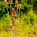 Roadside Seed Pods