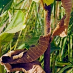 Mild Week Leaves