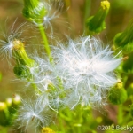 Seeds