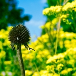 Seed Pod
