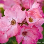 Roses